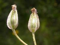 Arnoglossum plantagineum image