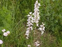 Delphinium carolinianum subsp. virescens image