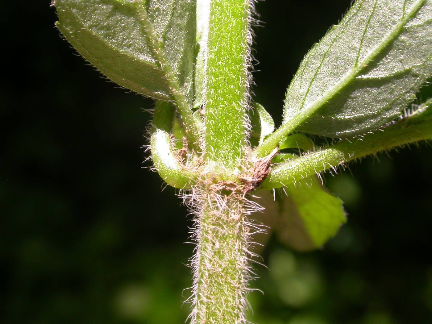 Blephilia hirsuta var. hirsuta image