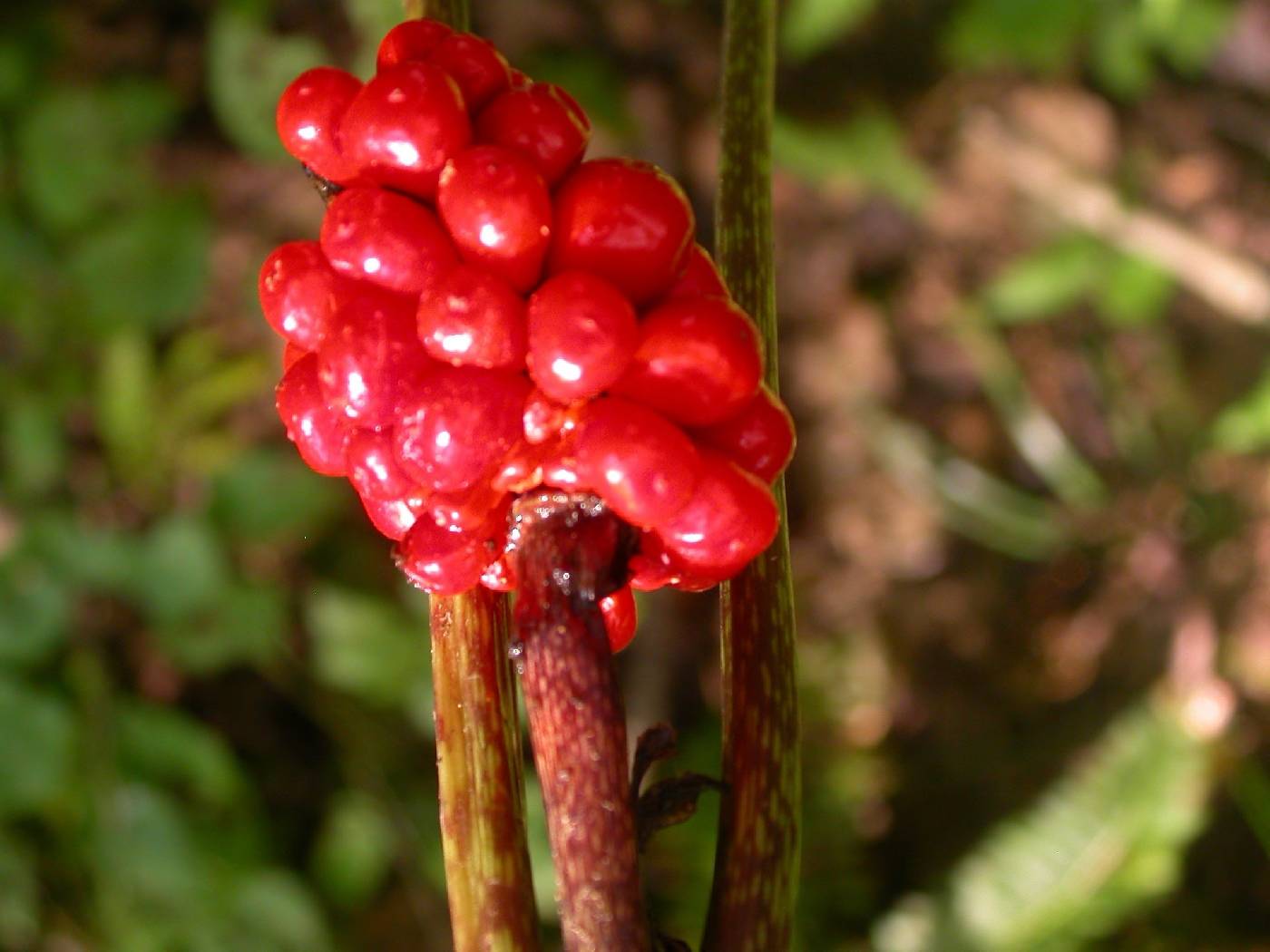 Arisaema triphyllum triphyllum image