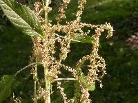 Amaranthus tuberculatus image