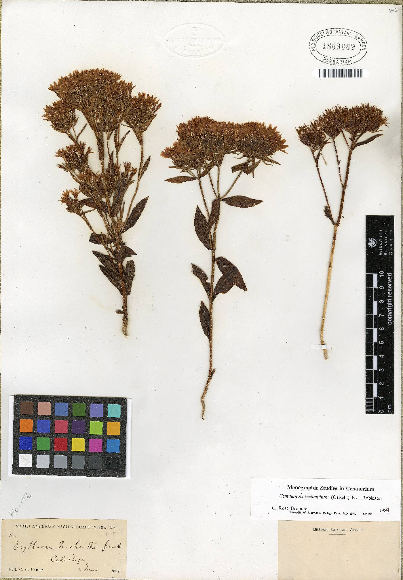 Zeltnera trichantha image