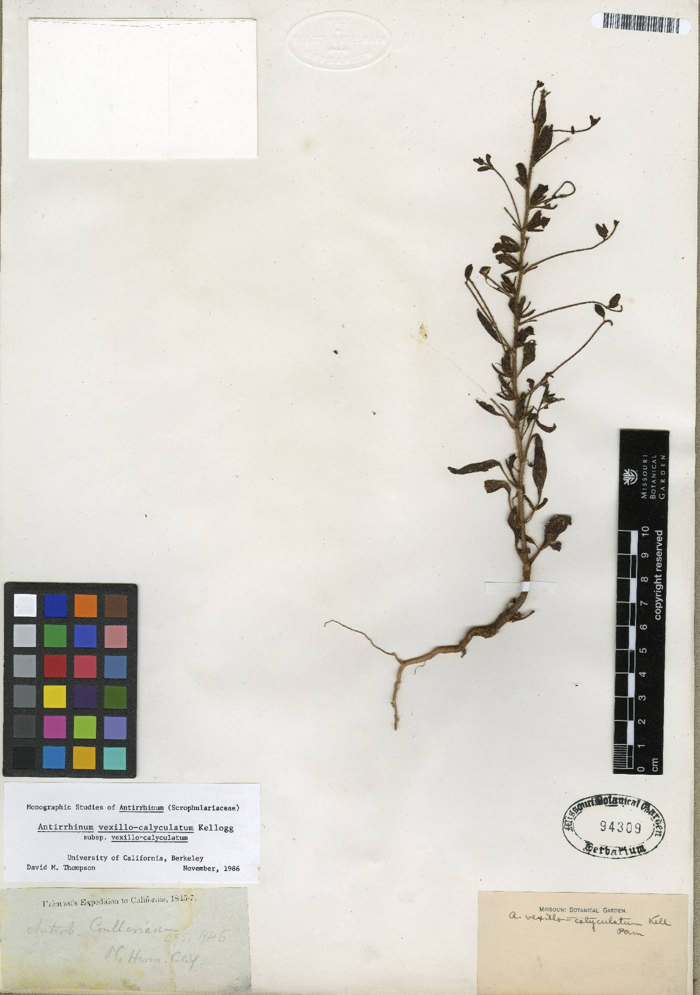 Antirrhinum vexillocalyculatum vexillocalyculatum image