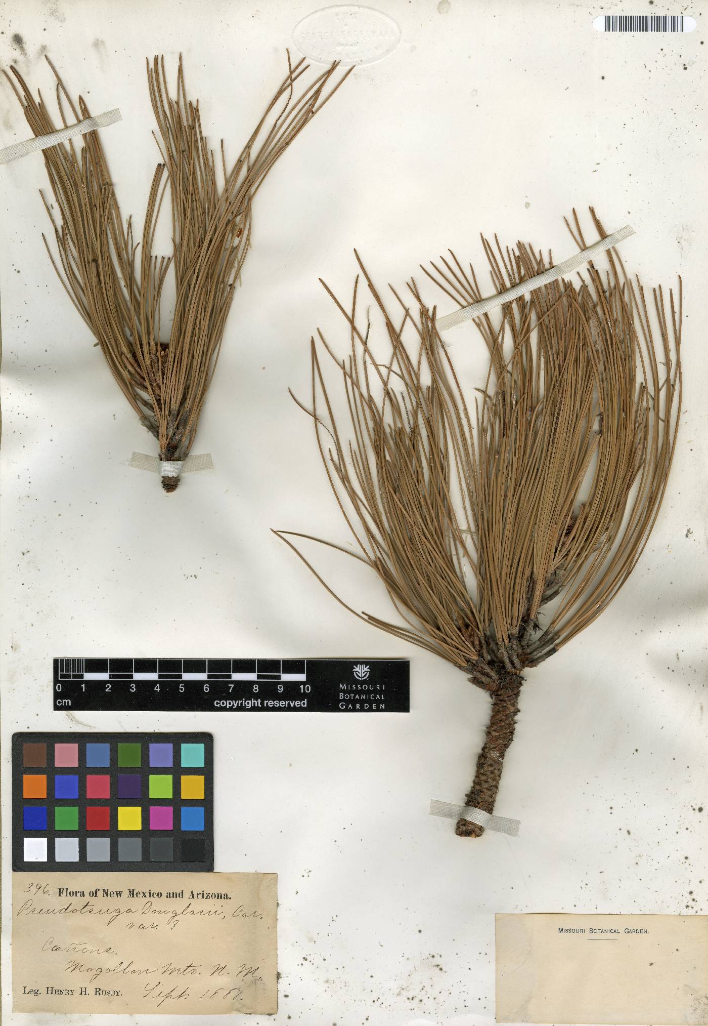 Pseudotsuga douglasii image