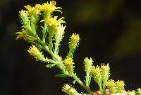 Solidago petiolaris image