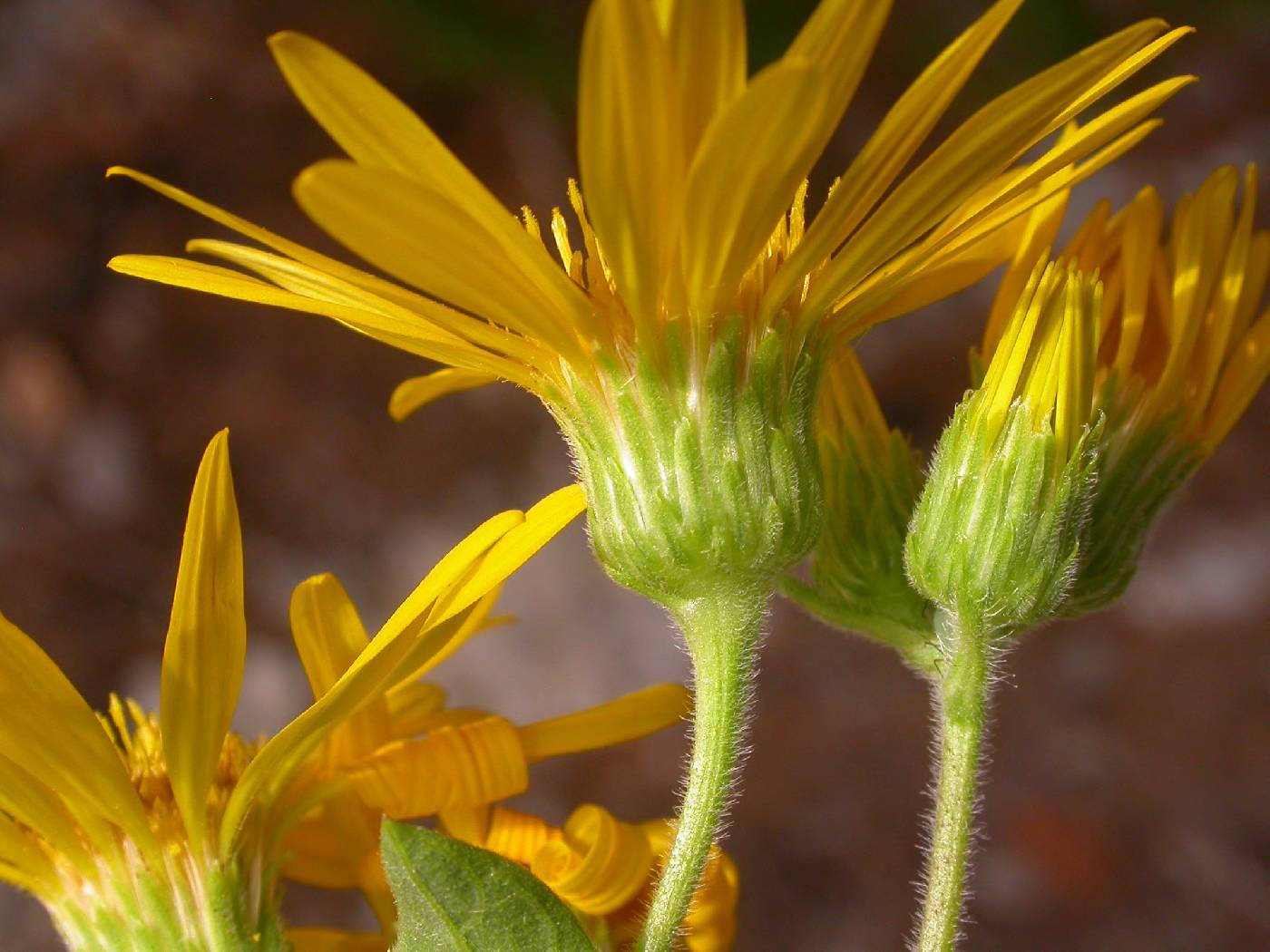 Heterotheca camporum var. camporum image