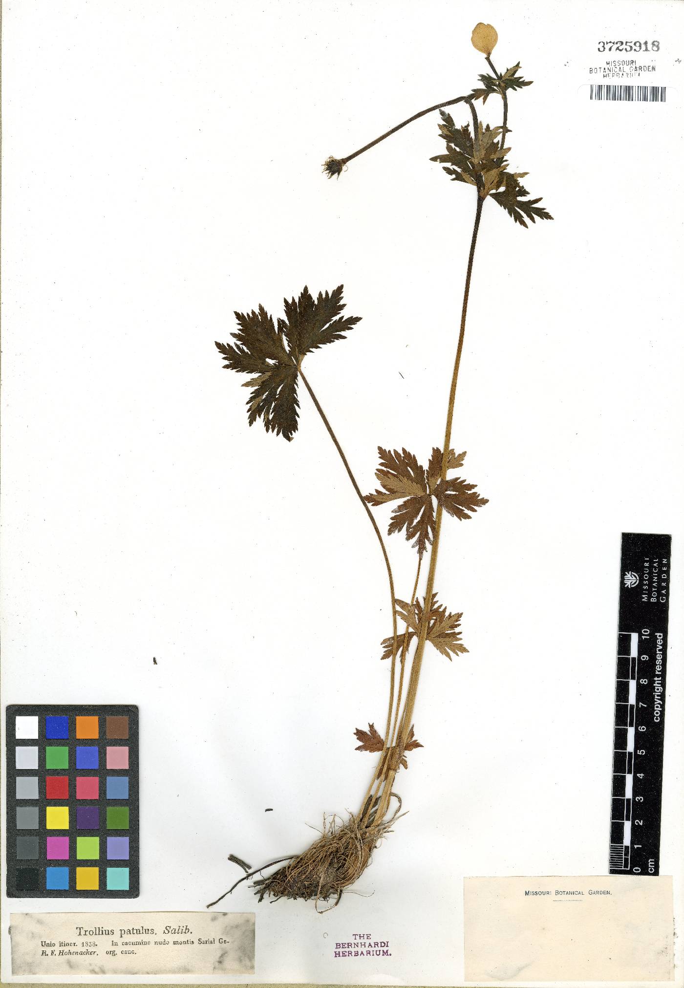 Trollius ranunculinus image