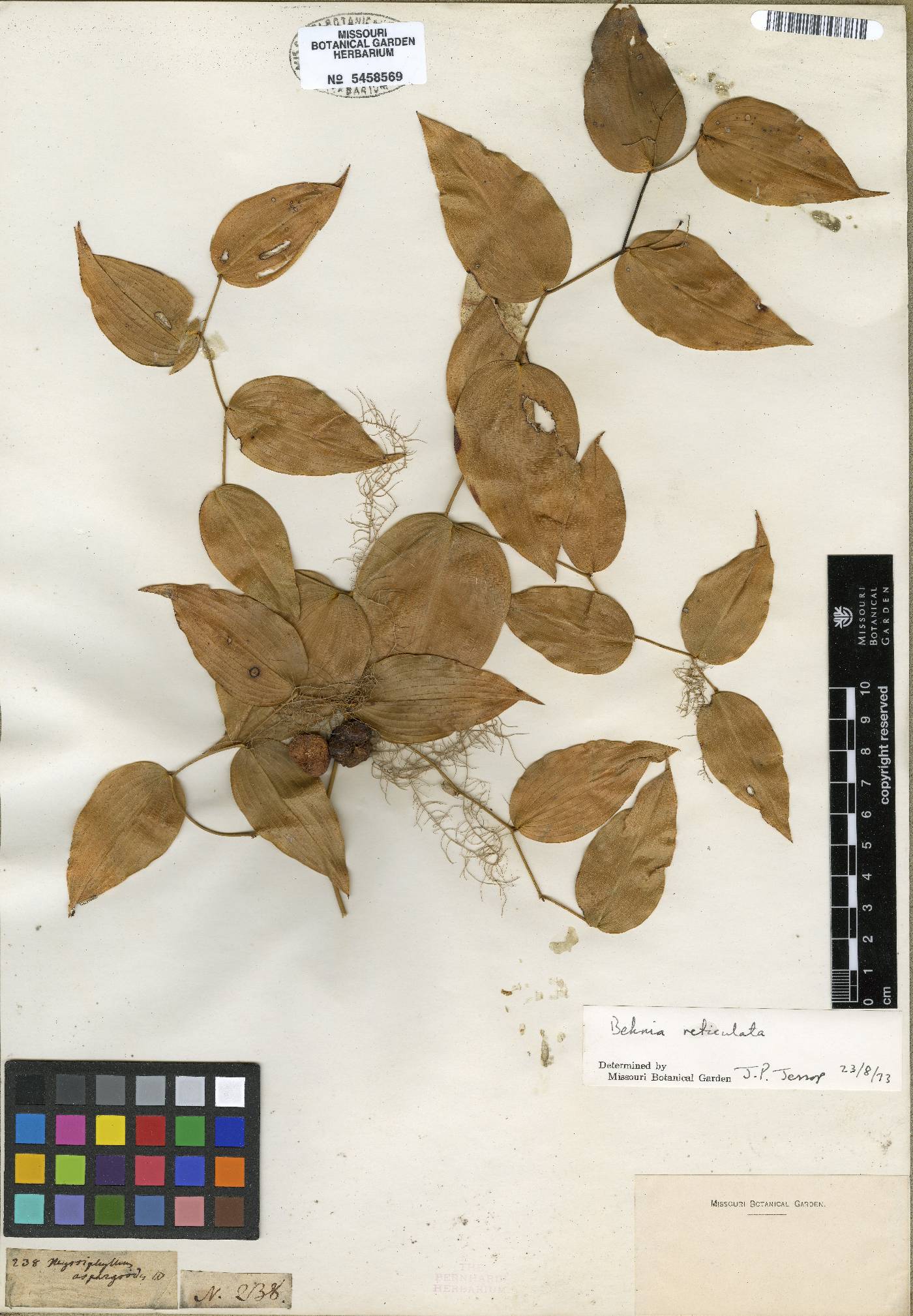 Behnia reticulata image