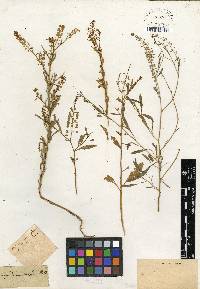 Lepidium apetalum image