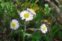 Erigeron pulchellus var. pulchellus image