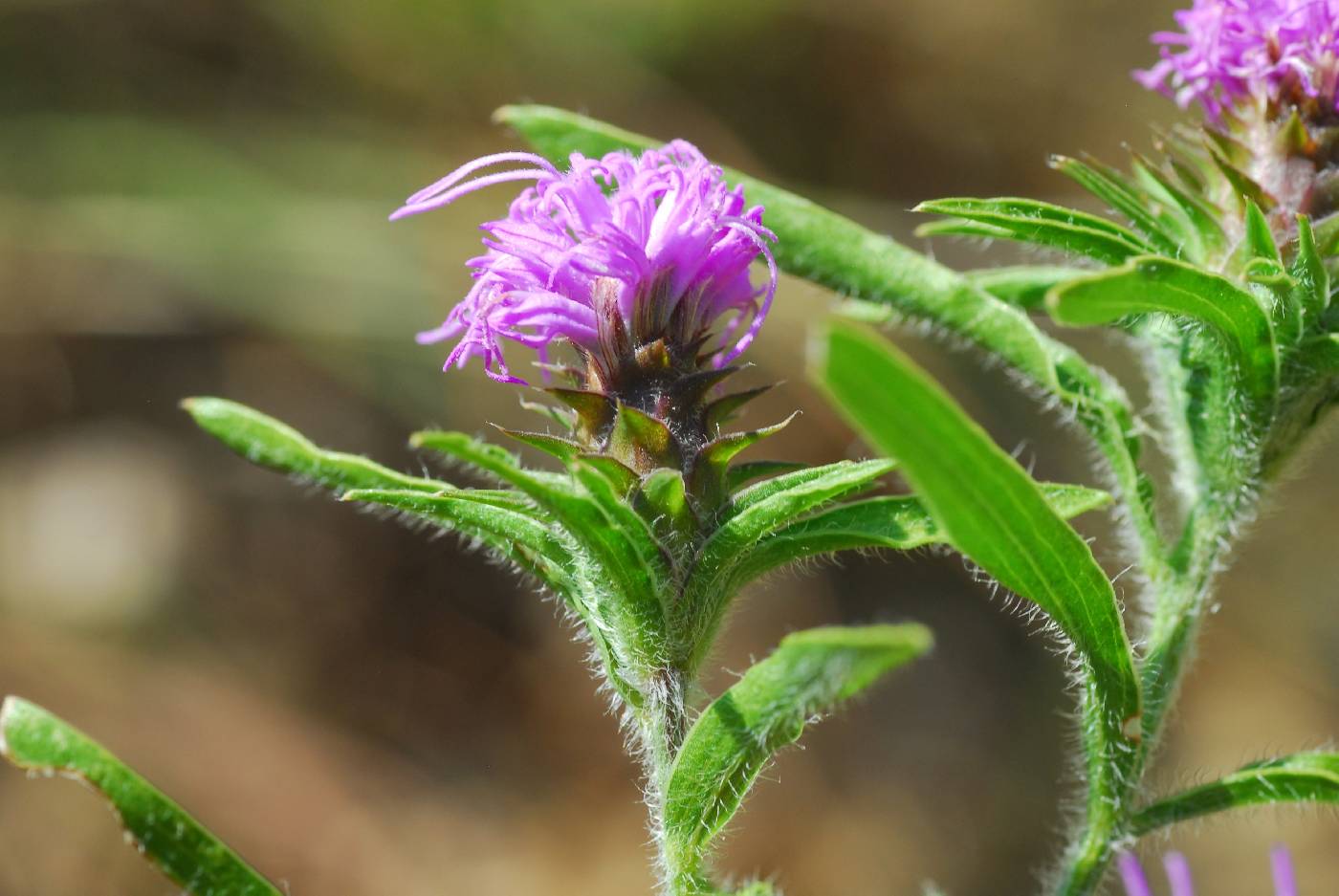 Liatris squarrosa var. hirsuta image