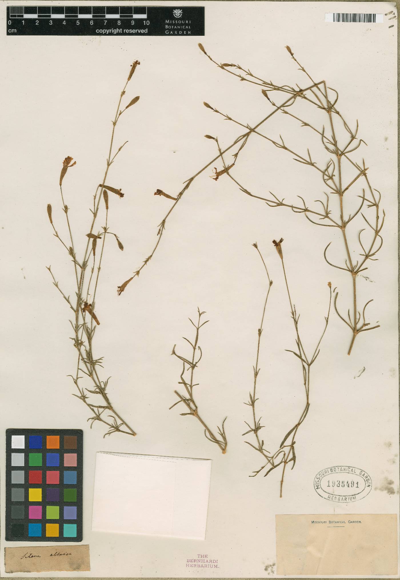 Silene altaica image