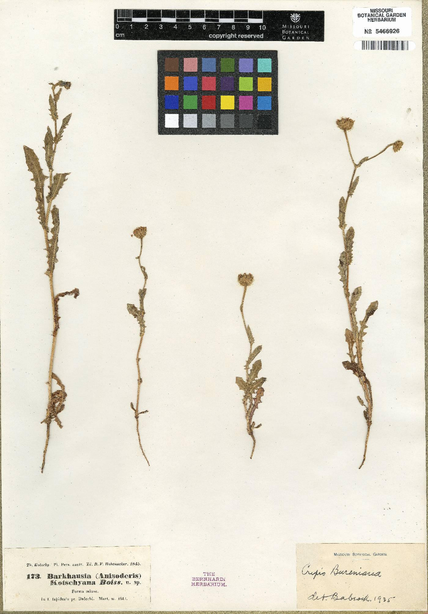 Crepis kotschyana image