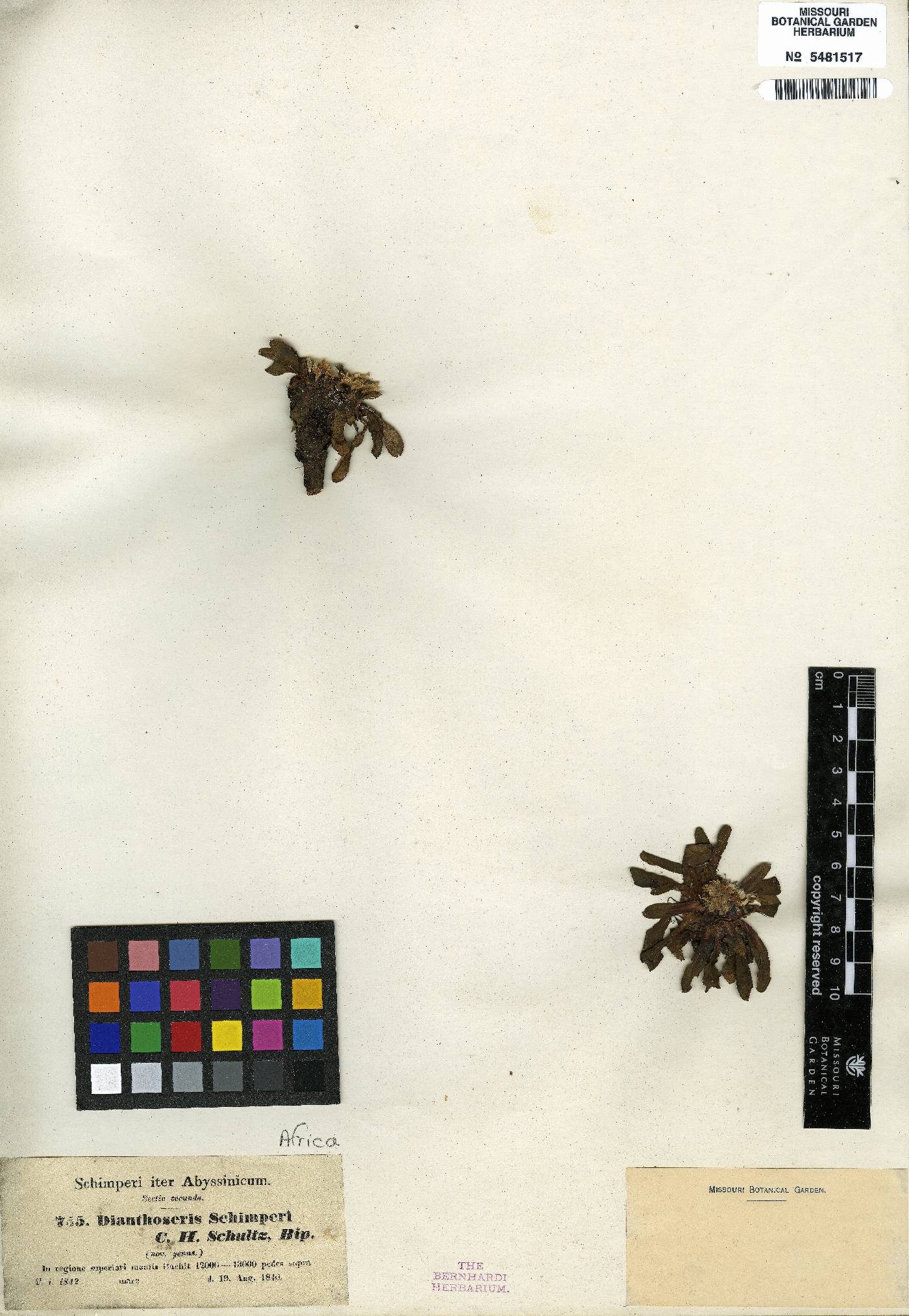 Crepis dianthoseris image