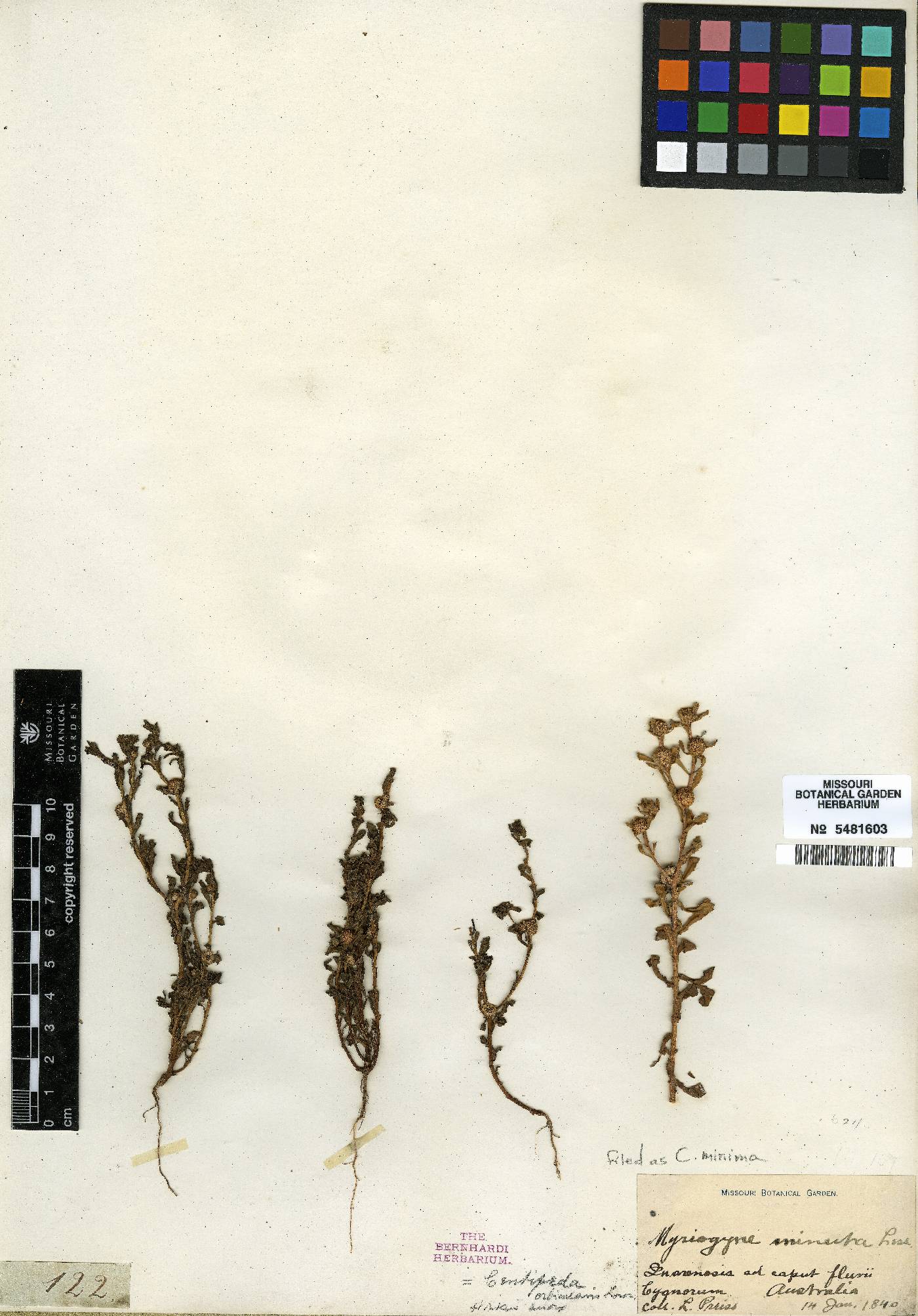 Centipeda minima image