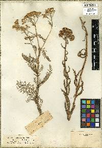 Achillea micrantha image