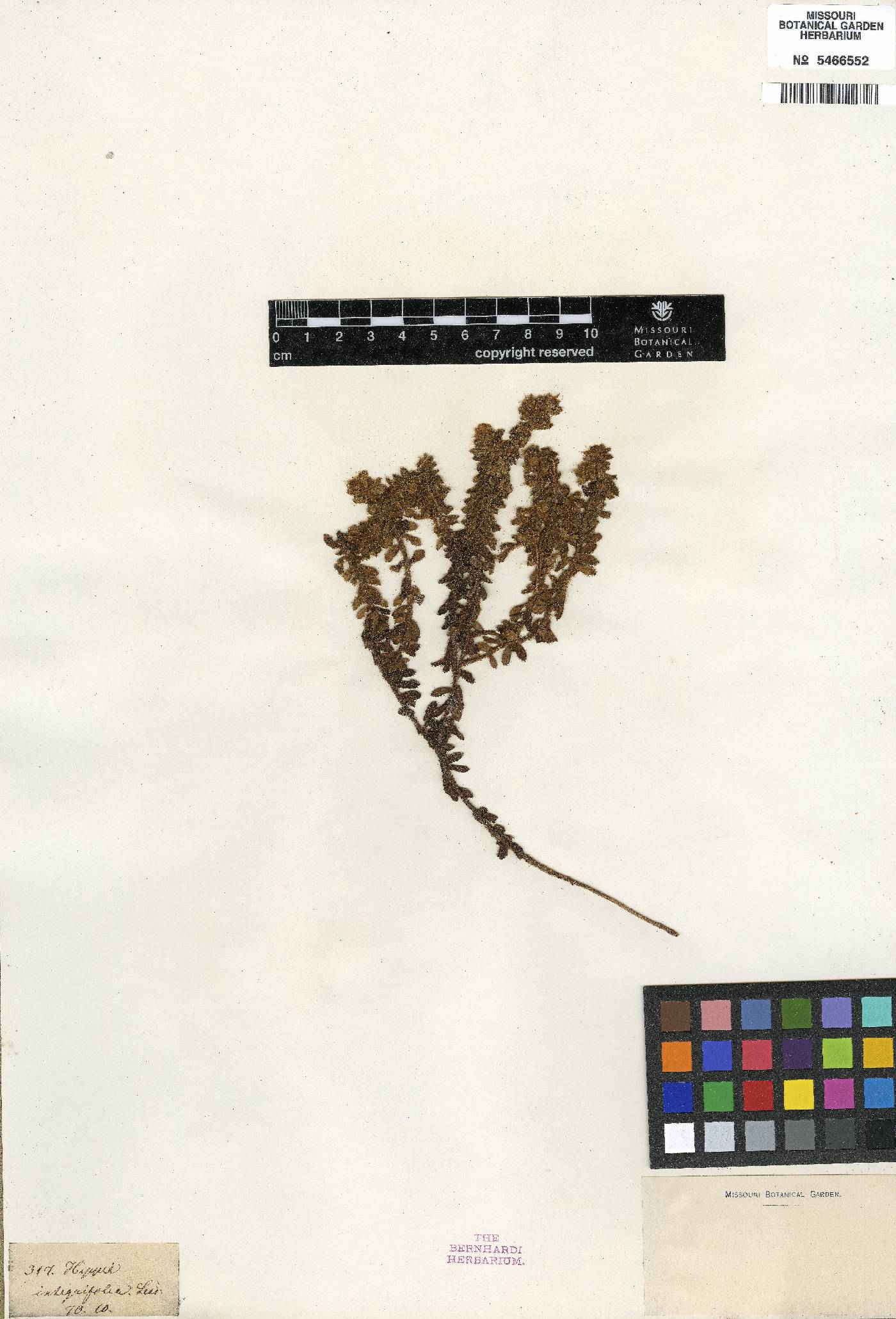 Dichrocephala integrifolia subsp. integrifolia image