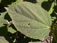 Hibiscus lasiocarpos image