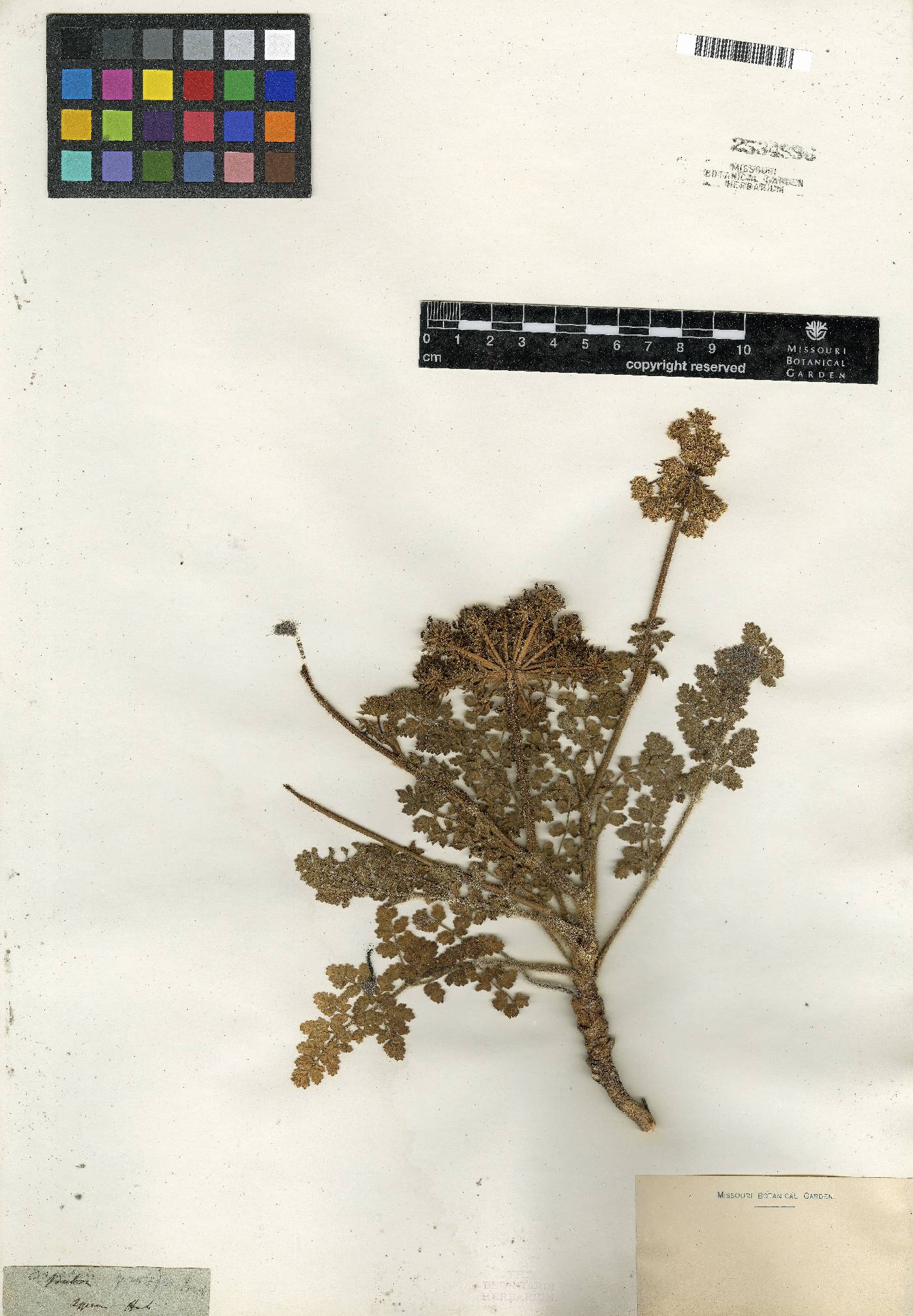 Silphiodaucus hispidus image