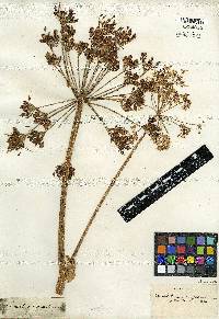 Heracleum sphondylium image