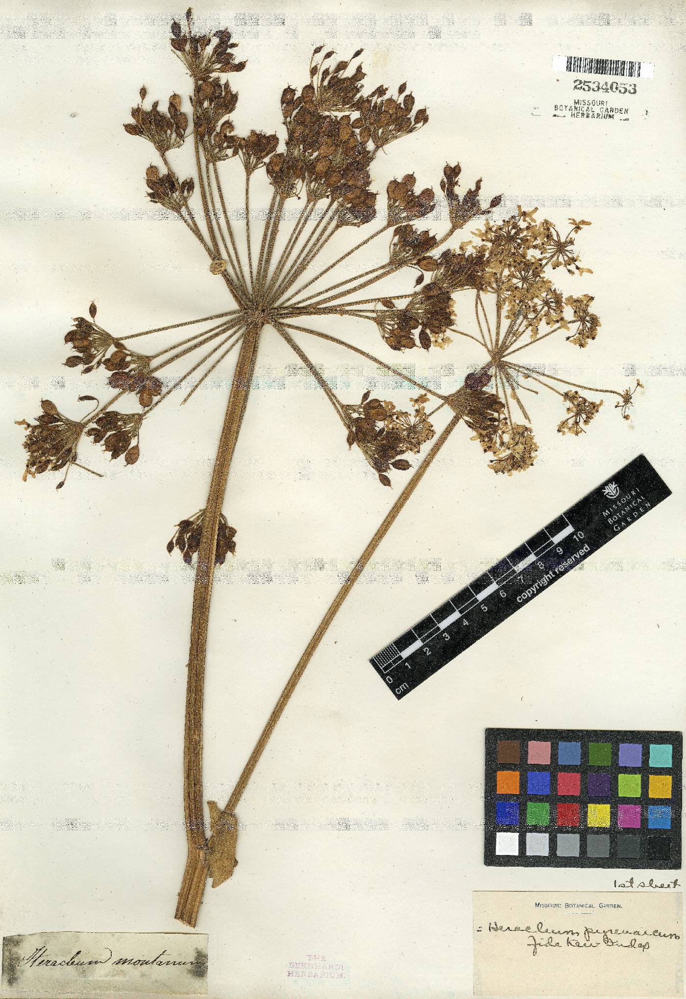 Heracleum sphondylium subsp. pyrenaicum image