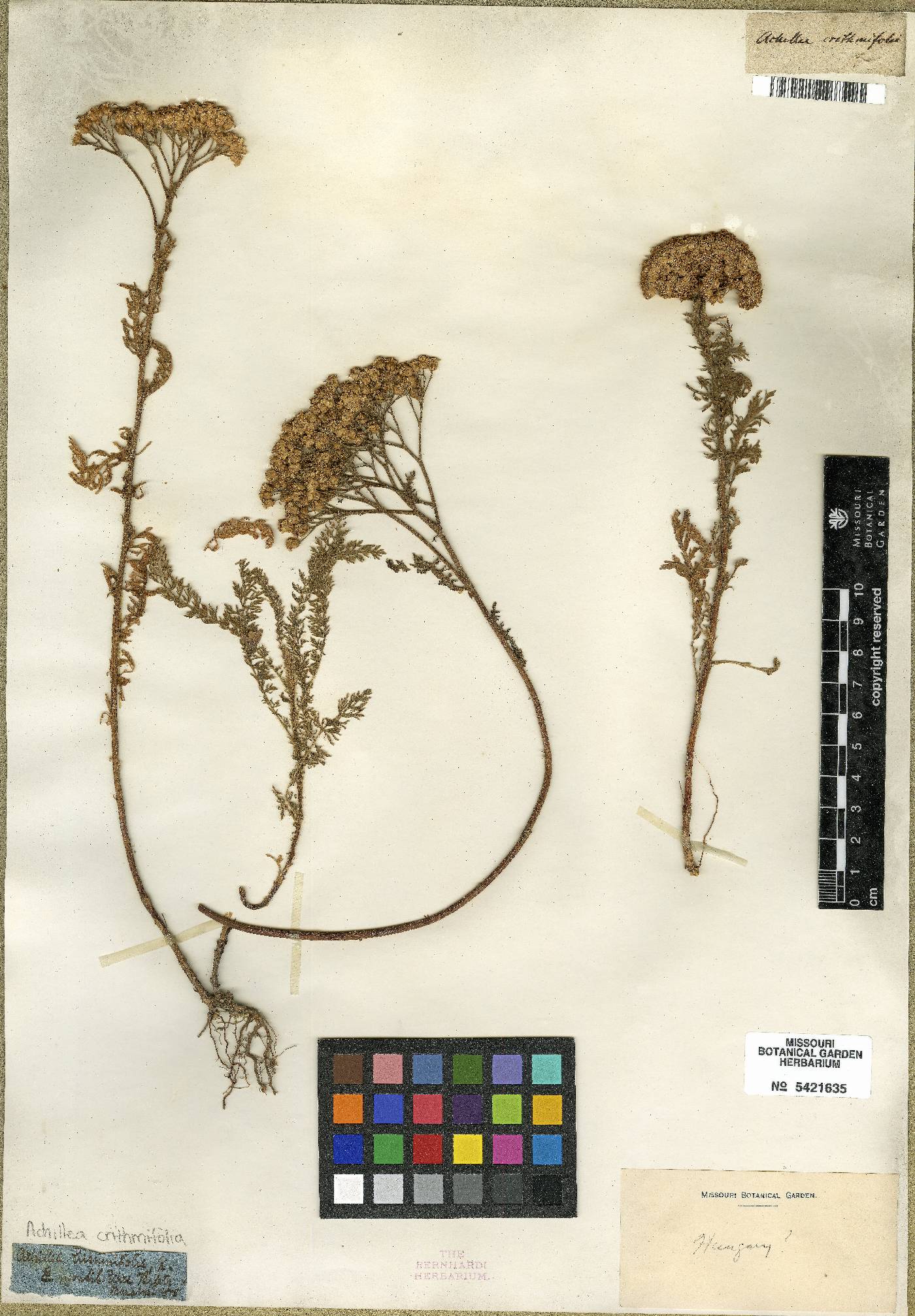 Achillea crithmifolia image