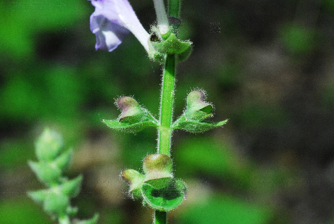 Scutellaria ovata ovata image