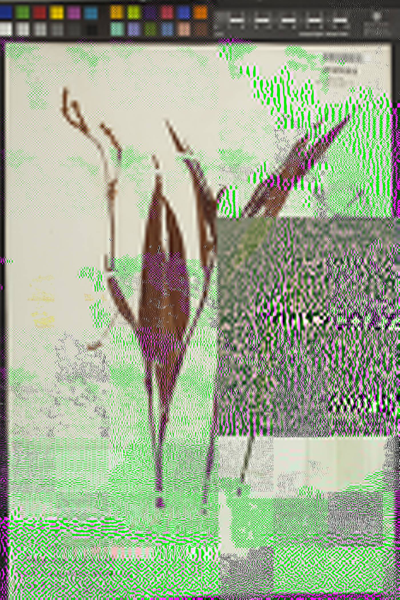 Persicaria lapathifolia subsp. pallida image