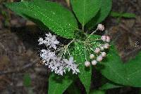 Asclepias quadrifolia image