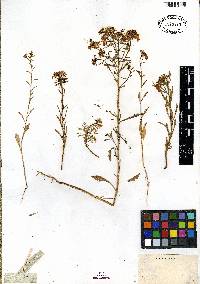 Iberis odorata image
