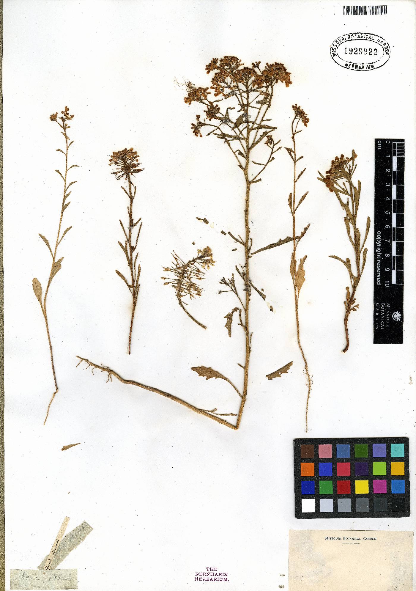 Iberis odorata image