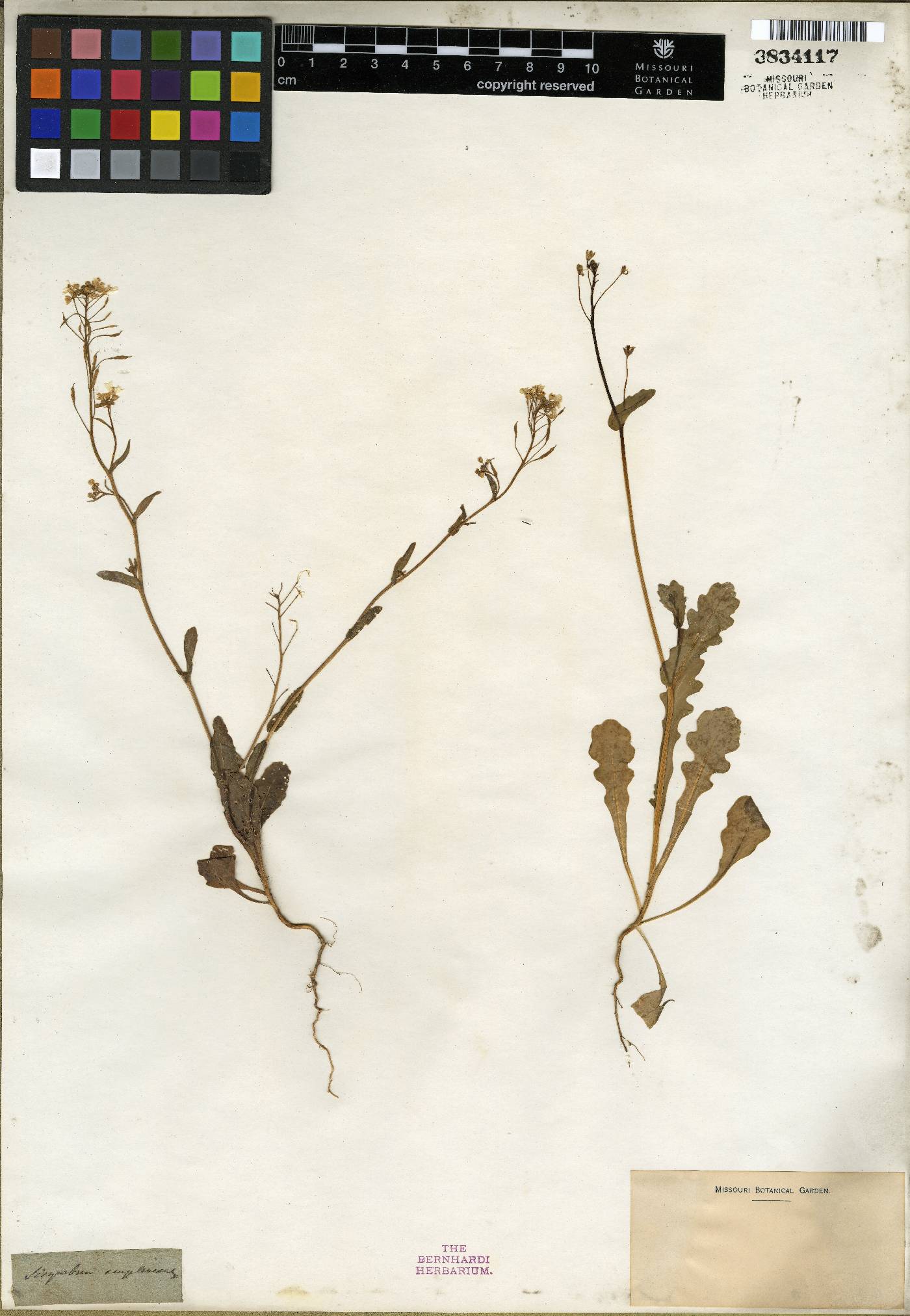 Guenthera amplexicaulis subsp. amplexicaulis image