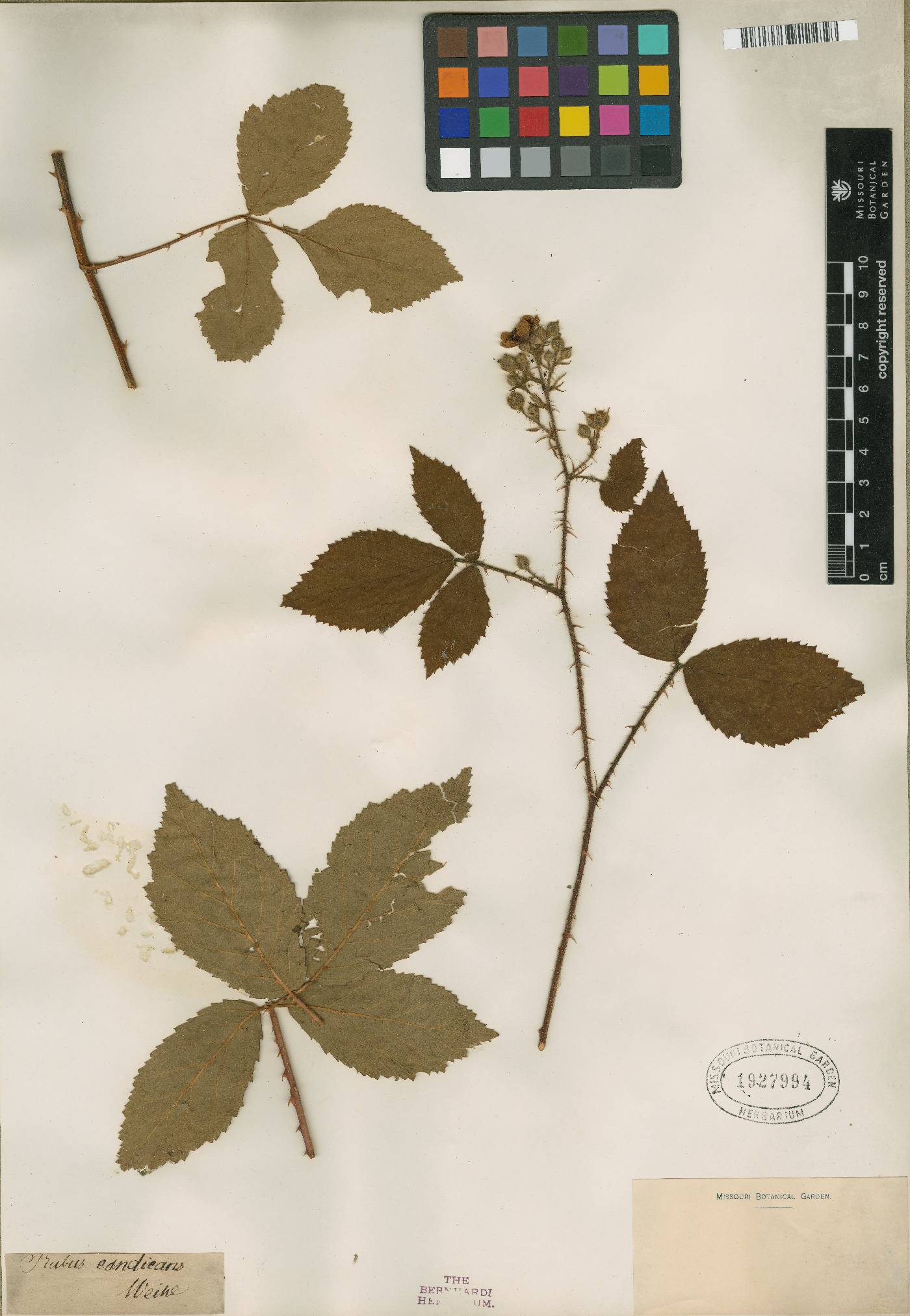 Rubus silesiacus image