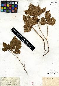 Rubus saxatilis image