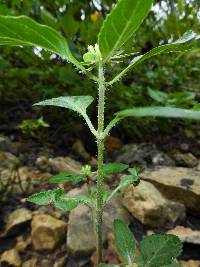 Euphorbia dentata image