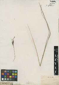 Carex striata image