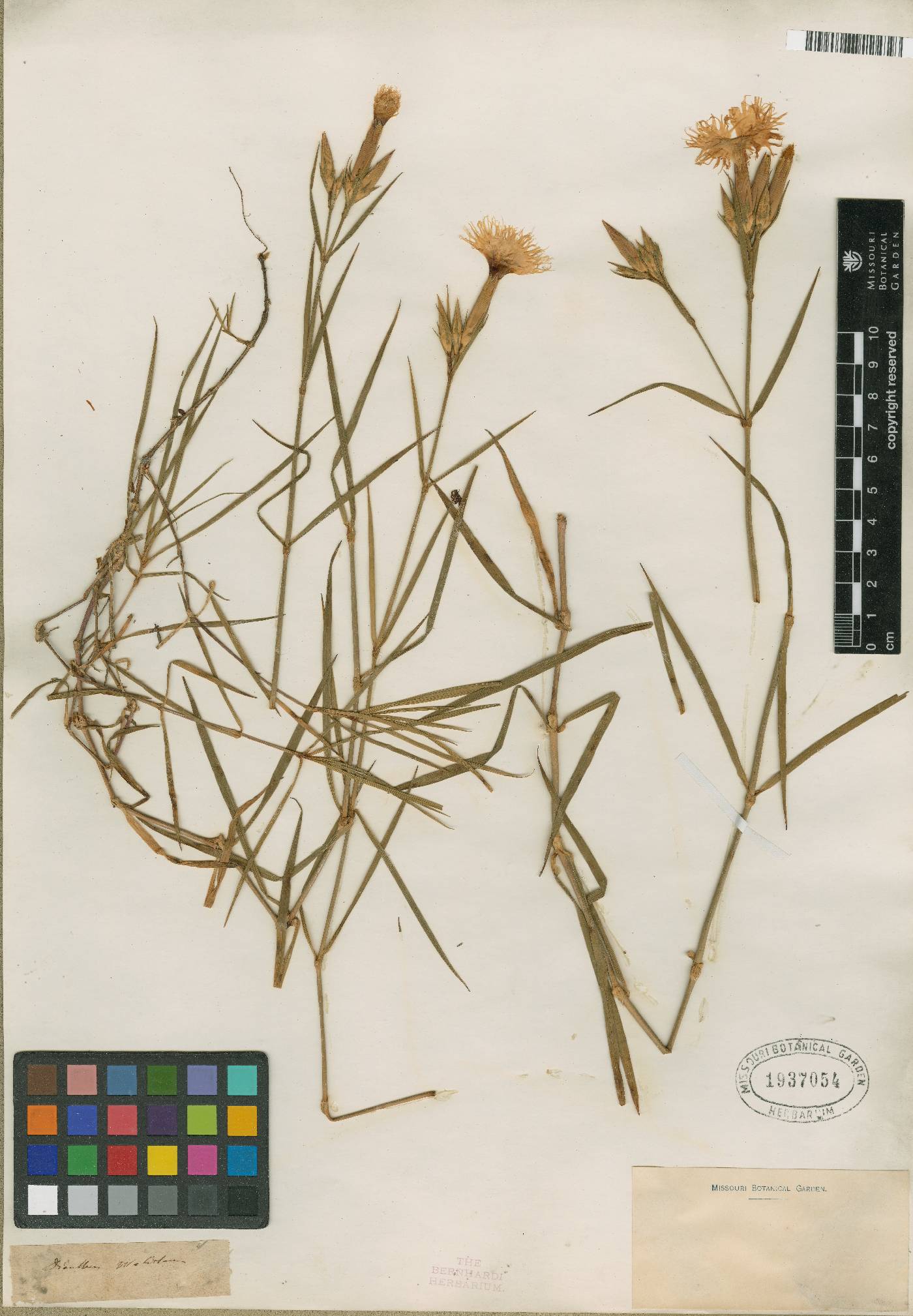 Dianthus sternbergii image