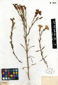 Dianthus chinensis image