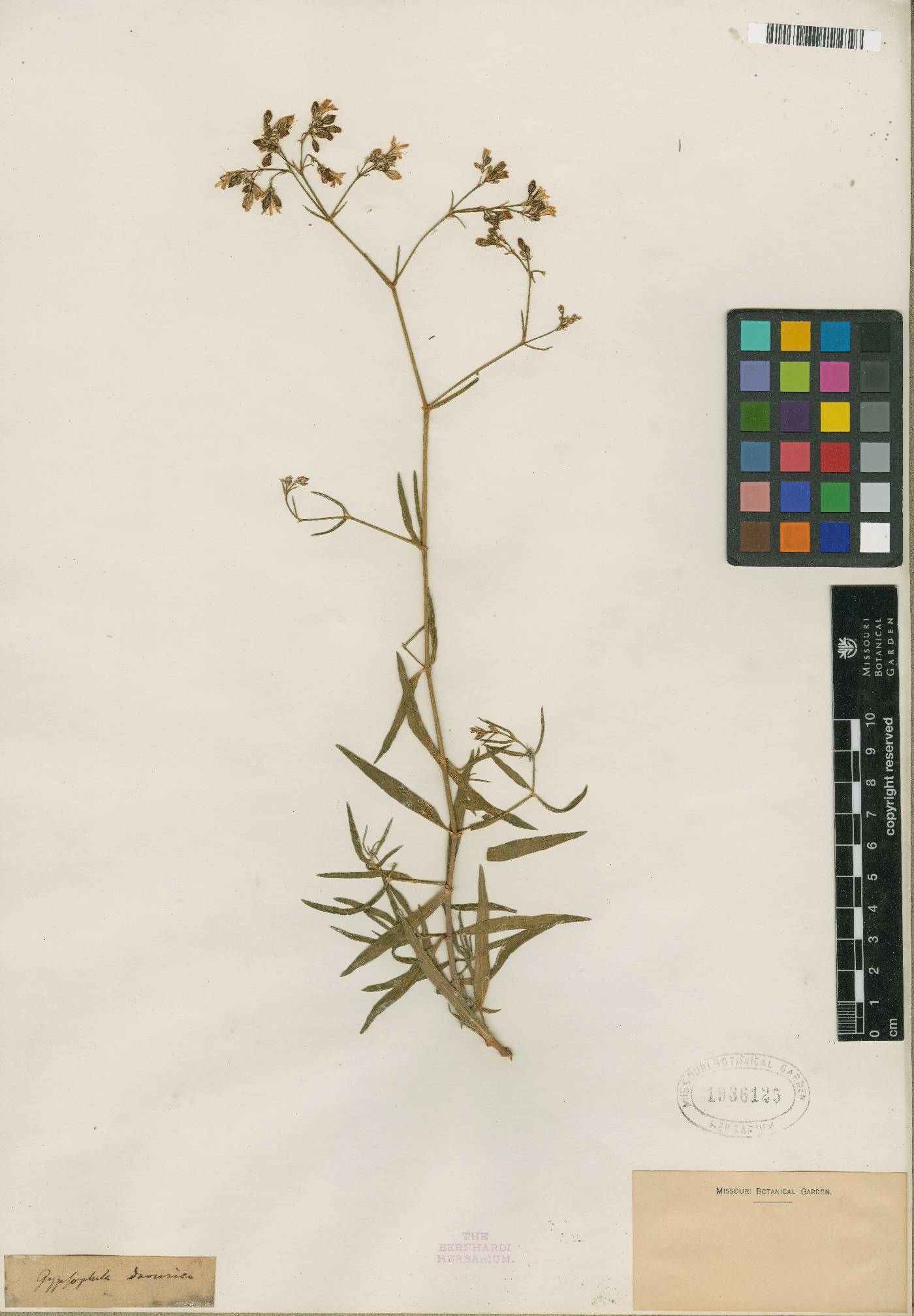 Gypsophila davurica image