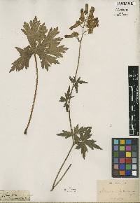 Aconitum lycoctonum image