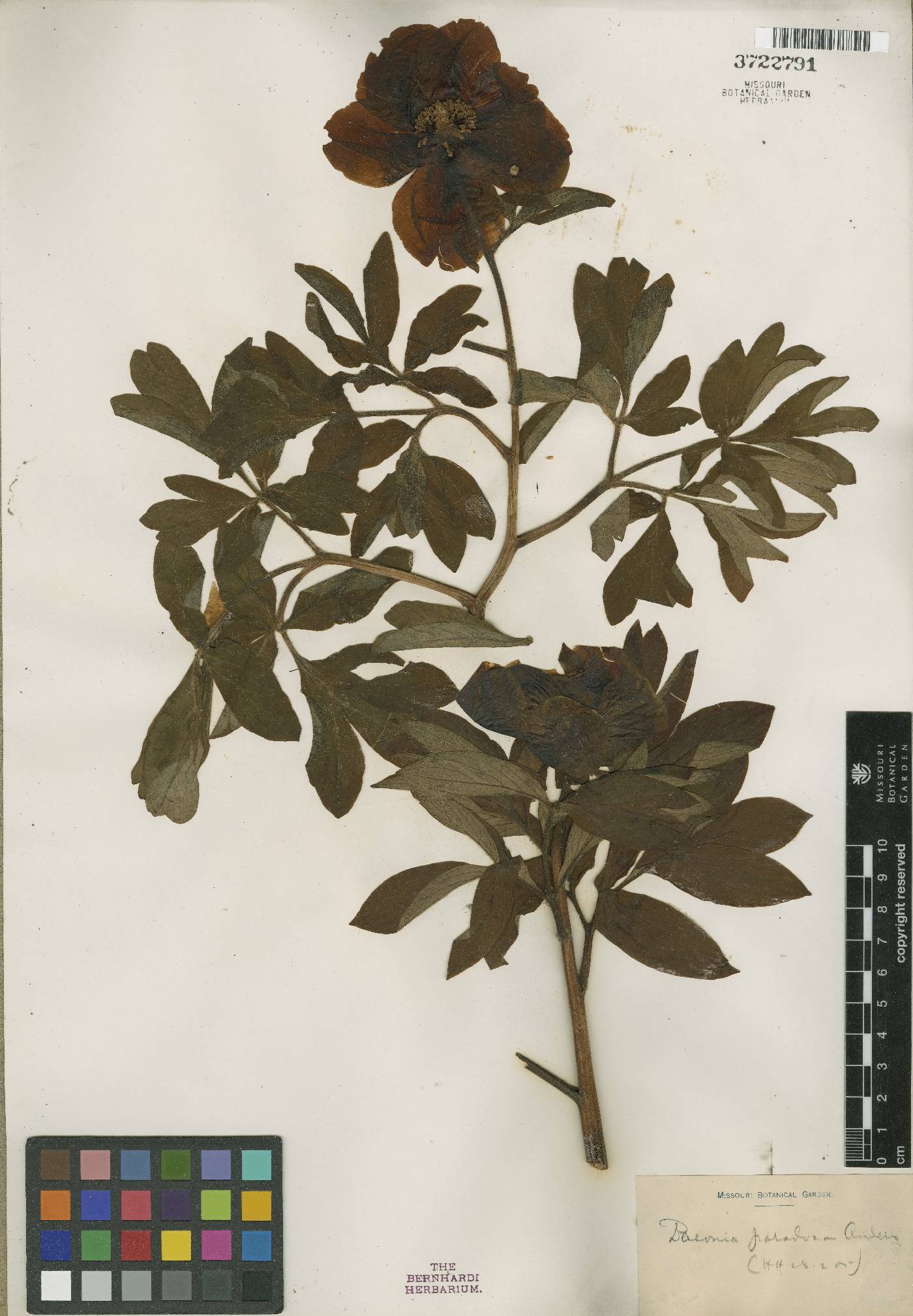 Paeonia paradoxa image