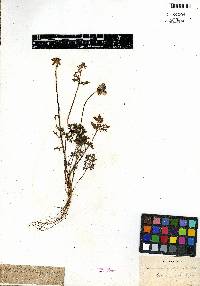 Ranunculus millefoliatus image