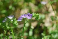 Phacelia hirsuta image