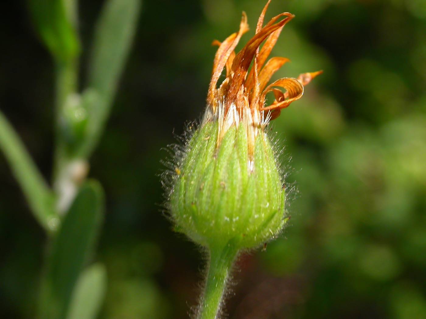 Bradburia pilosa image