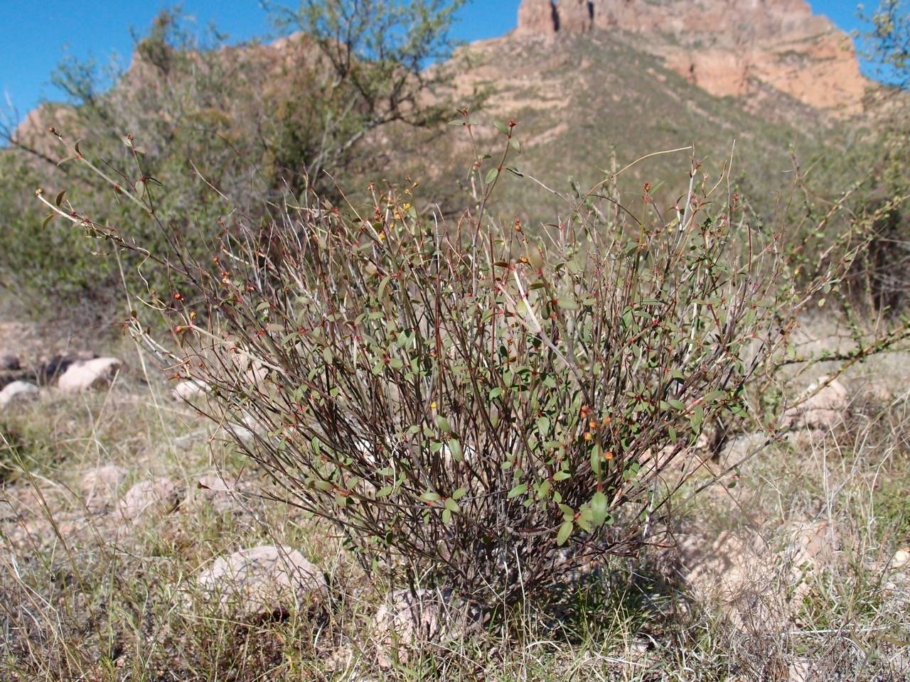 Galphimia angustifolia image