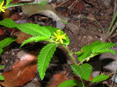 Corchorus hirtus image