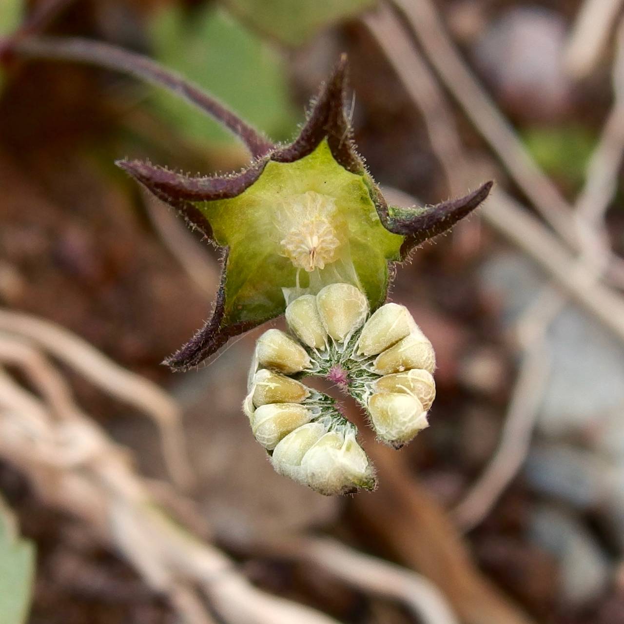 Anoda lanceolata image