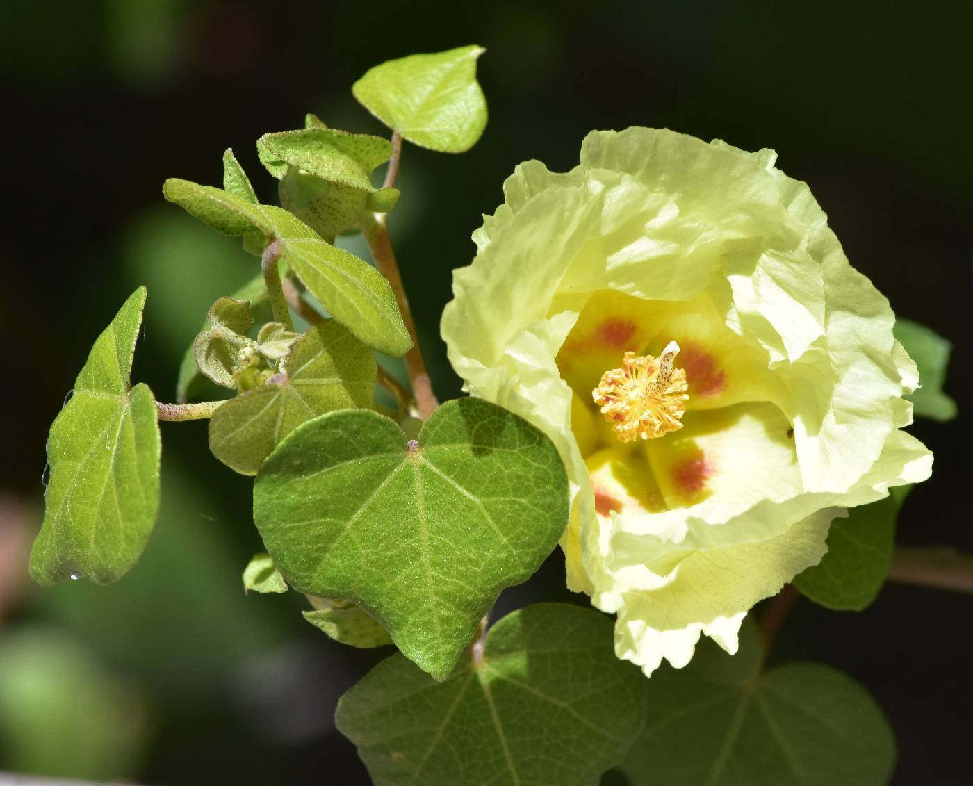 Gossypium harknessii image