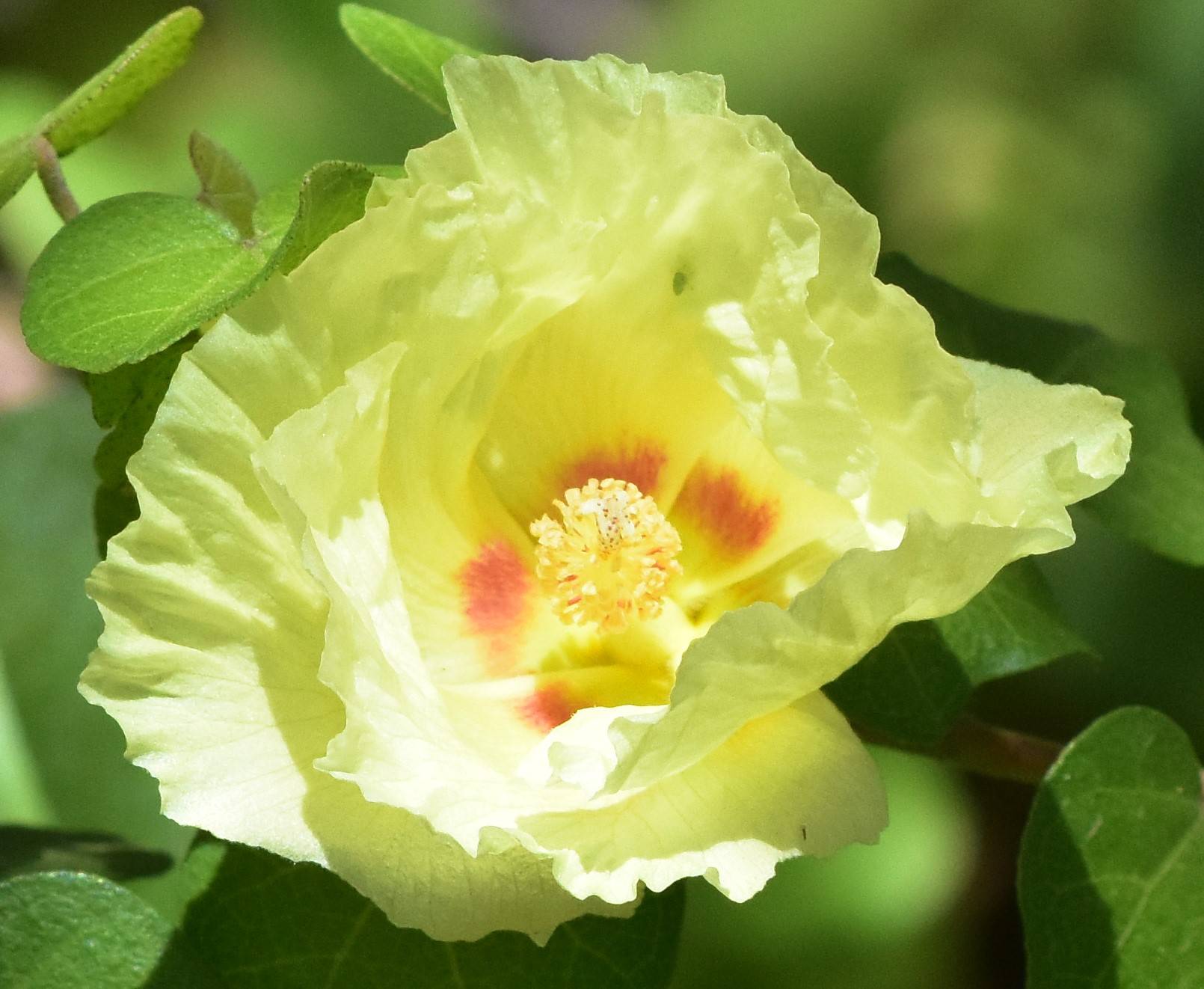 Gossypium harknessii image