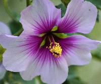 Lavatera maritima image